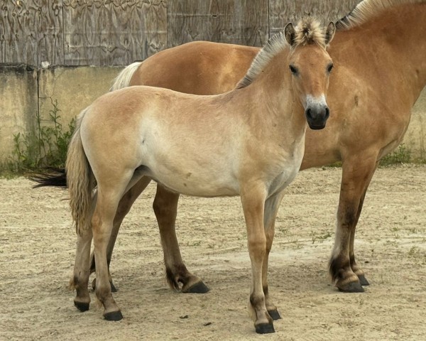 foal by Grace von der Marien-Quelle (Fjord Horse, 2024, from Isko)