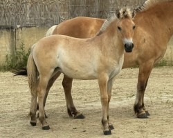 horse Grace von der Marien-Quelle (Fjord Horse, 2024, from Isko)