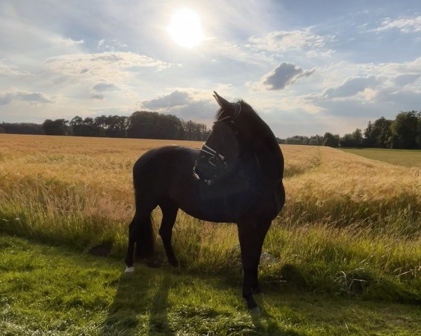 dressage horse Just for You B (Westphalian, 2020, from Glock's Johnson Tn)