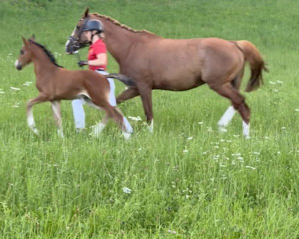 Fohlen von Campari FH (Österreichisches Warmblut, 2024, von Contendro I)