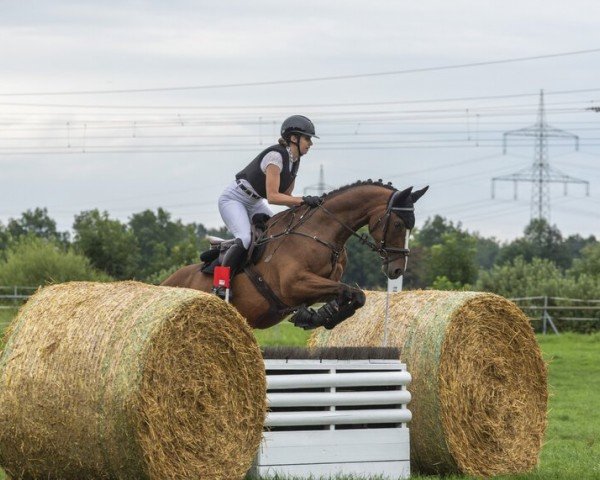 Springpferd Banari AA (Malopolska, 2018, von Huzar)