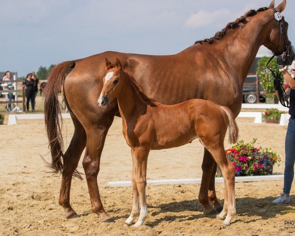 Zuchtstute Jackie (Rheinländer, 2011, von Glock's Johnson Tn)