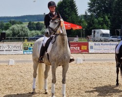 dressage horse Diamond Dust 7 (Bavarian, 2012, from Birkhofs Denario)