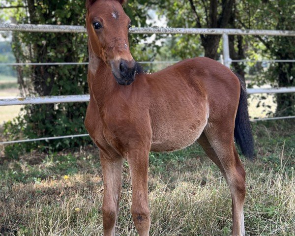 horse Miss Marple‘s Angel (Traber, 2023, from Up Front Larry 6B-792 (US))