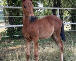 horse Miss Marple‘s Angel (Traber, 2023, from Up Front Larry 6B-792 (US))