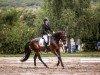 dressage horse Ferdinand 345 (Hanoverian, 2017, from Fürstenball)