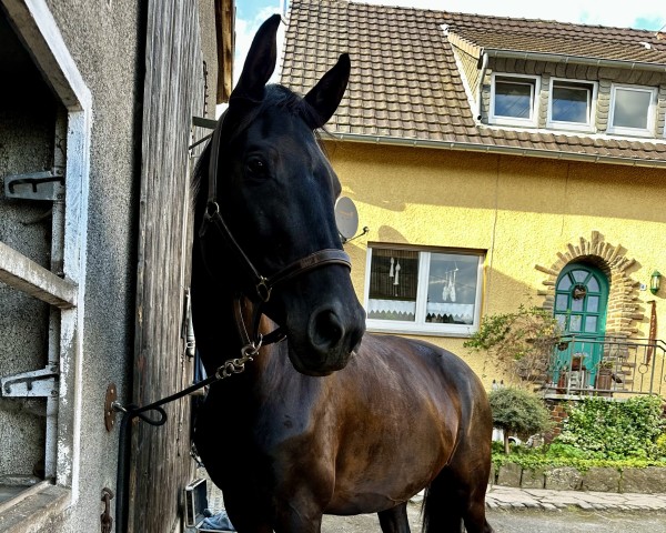 Dressurpferd Lacardo (Trakehner, 2018, von Imhotep)