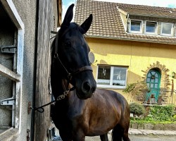 dressage horse Lacardo (Trakehner, 2018, from Imhotep)