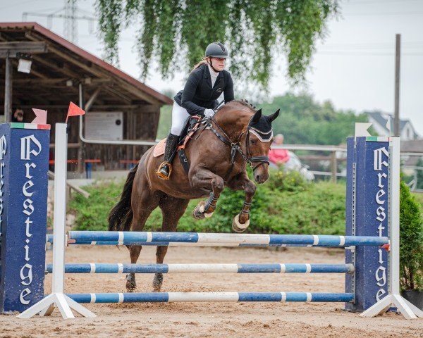 dressage horse Riosha (Bavarian, 2011, from Fürst Frederik)