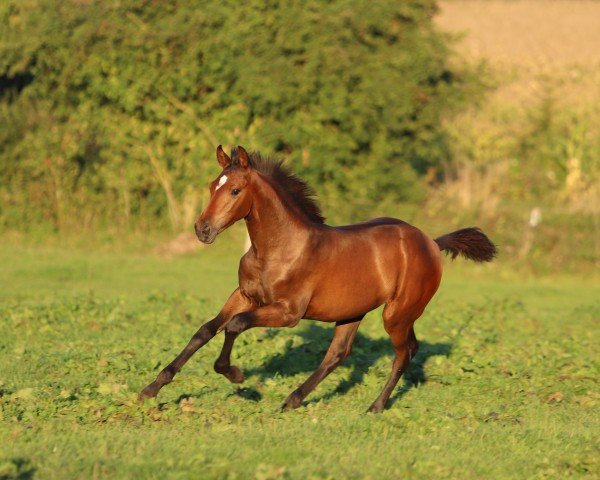 Springpferd Palina Prinzessa (Deutsches Sportpferd, 2019, von SANDRO JUNIOR)