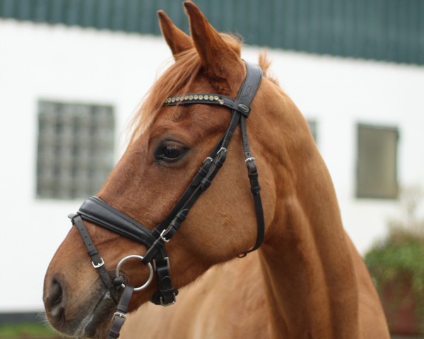 Springpferd Champ's Campino (Deutsches Reitpony, 2017, von Champ de Luxe)