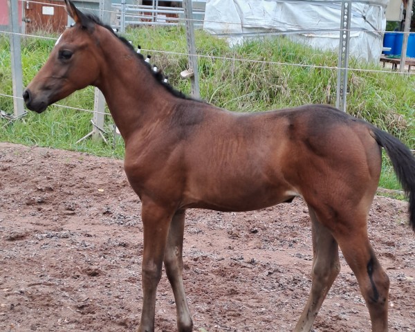 Springpferd Rub Annie (Deutsches Sportpferd, 2023, von Vigado)