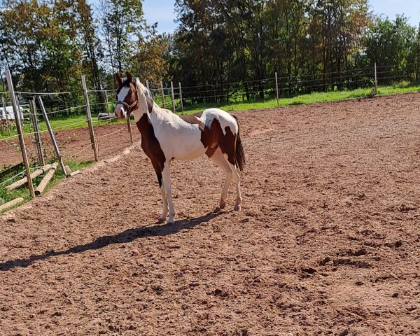 jumper Rub Colorado (German Riding Pony, 2021, from Rub Campino)