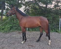 broodmare Rub Lady Keaton (German Warmblood, 2020, from Keaton HV)