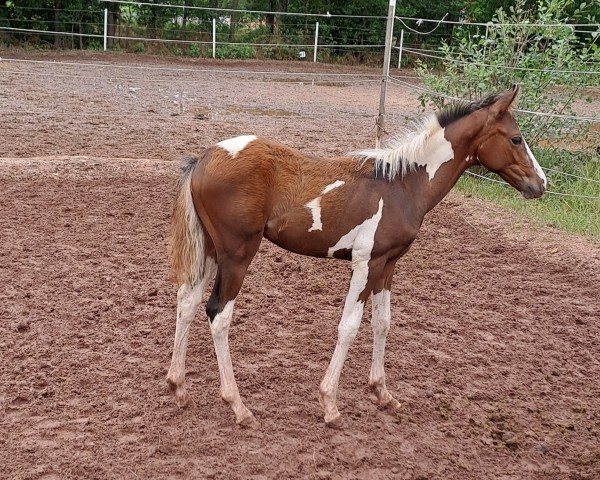 Springpferd Rub Camino (Deutsches Reitpony, 2023, von Rub Campino)