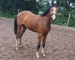 jumper Rub Tigon (German Sport Horse, 2021, from Taycan B)