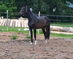 jumper Rub Tajo (German Warmblood, 2021, from Taycan B)