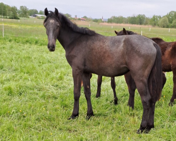 Springpferd Rub Lionheart (Deutsches Reitpferd, 2023, von Cnaller VEC)