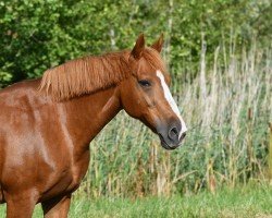 Pferd Cleo's Chance (Kleines deutsches Reitpferd, 2004, von Colonel)