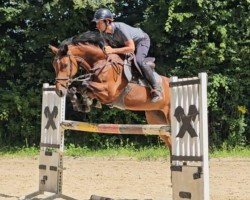 jumper Pinanda (KWPN (Royal Dutch Sporthorse), 2020, from Uricas van de Kattevennen)