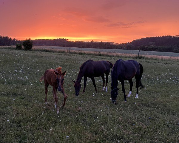 broodmare Davina Gold (Oldenburg, 2017, from Diamond Hit)