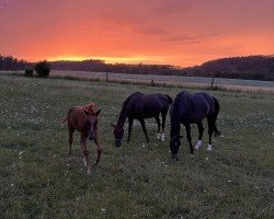 broodmare Davina Gold (Oldenburg, 2017, from Diamond Hit)