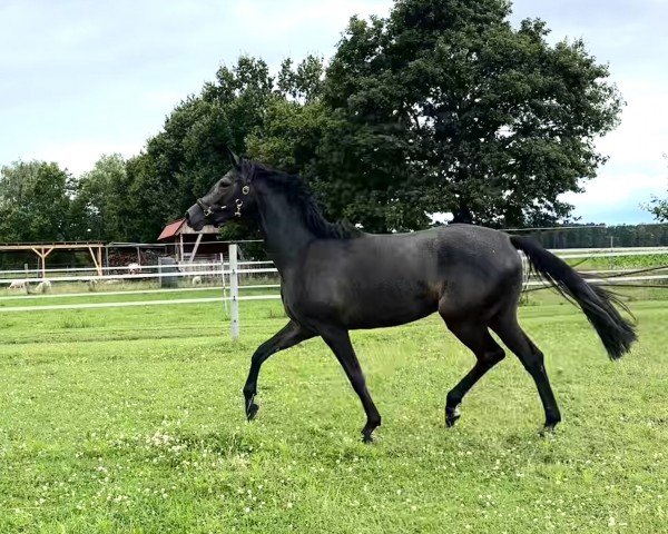 jumper Hyacinths (Oldenburg show jumper, 2022, from Hickstead White)