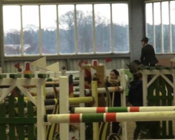 Grevener-Hallenspringturnier 2013