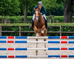 stallion Davidas (Trakehner, 2012, from Horalas)