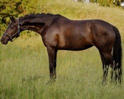 dressage horse Diamantin T (Oldenburg, 2014, from Dante Weltino Old)