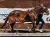 broodmare Feldlinde (Oldenburg, 2012, from Sonnenreiter 3)