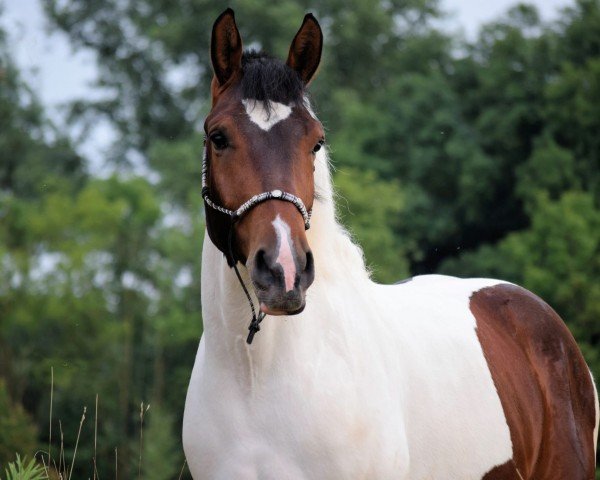 horse Barockpinto (Pinto, 2020)