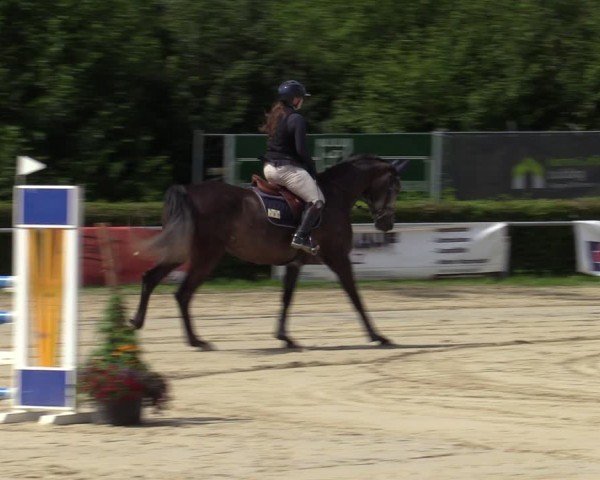 Reitturnier Weiswampach  2024