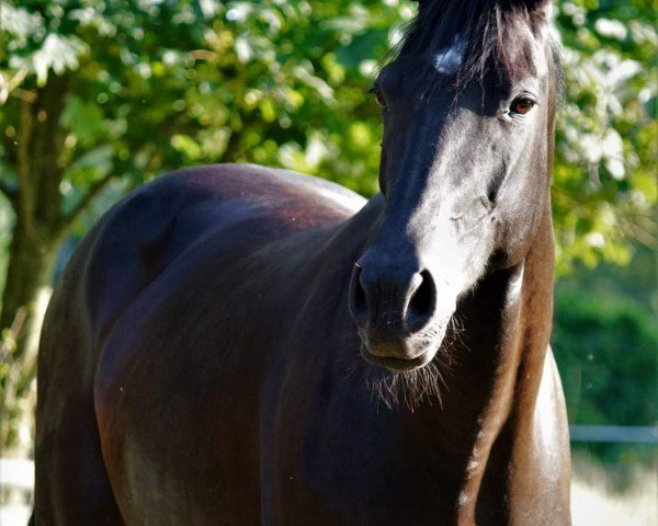 Springpferd Greta 144 (KWPN (Niederländisches Warmblut), 2011, von Gaillard de La Pomme)