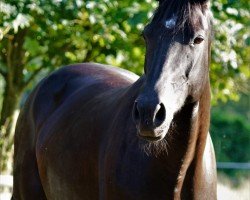 Springpferd Greta 144 (KWPN (Niederländisches Warmblut), 2011, von Gaillard de La Pomme)