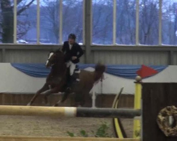 Grevener-Hallenspringturnier 2013