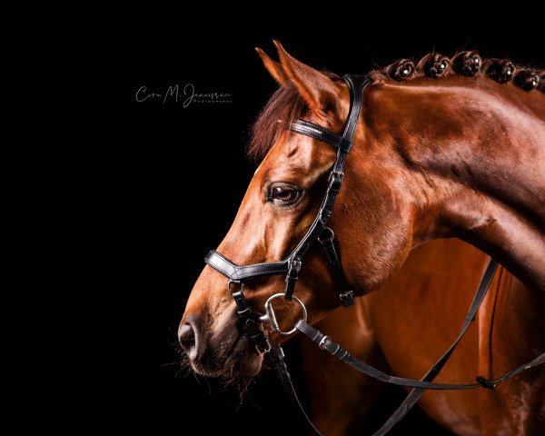 dressage horse Carleo (German Riding Pony, 2012, from Cyranno 2)
