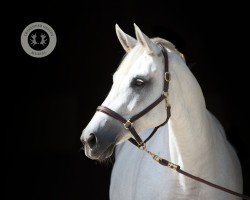 broodmare Estella (Trakehner, 2014, from Guardian 16)