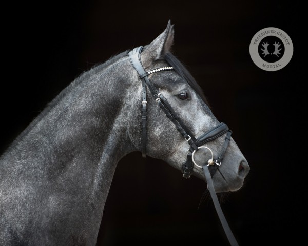 dressage horse Earl Grey (Trakehner, 2021, from Le Rouge 7)