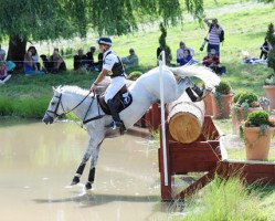 Pferd Avebury (Großbritannien Warmblut, 2000, von Jumbo)