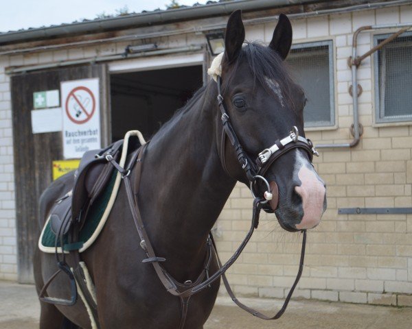 dressage horse Polarglück (Trakehner, 2020, from Blanc Pain)