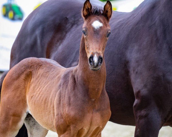 foal by Goldman CG (Westphalian, 2024, from Golden Romance Malleret PS)