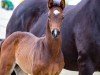 foal by Goldman CG (Westphalian, 2024, from Golden Romance Malleret PS)