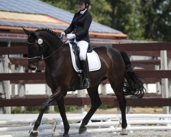 dressage horse Fhiara (Hanoverian, 2009, from Fidertanz)