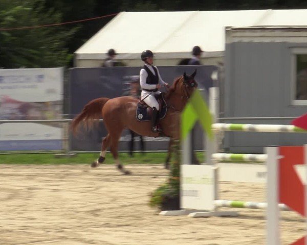 Reitturnier Weiswampach  2024