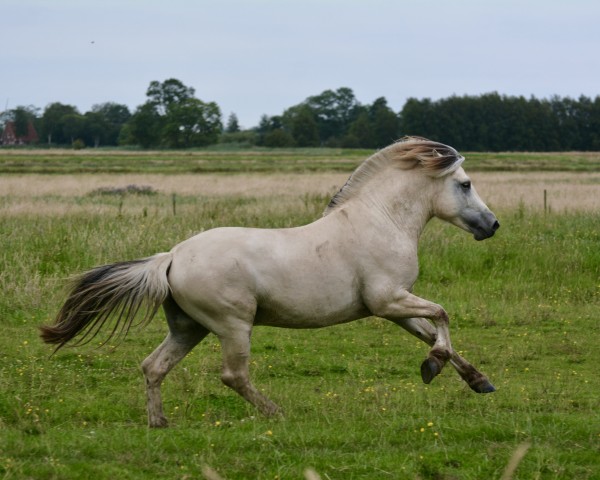 Pferd Fjordgårds Svelvik (Fjordpferd, 2021, von Solfin Skovå)