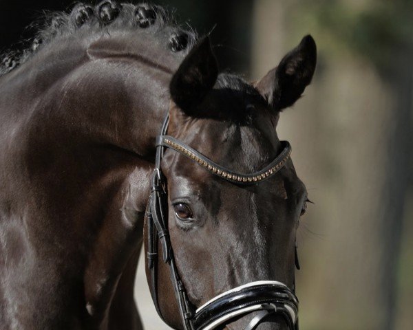 dressage horse Don Marcello 6 (Hanoverian, 2015, from Don Darius)