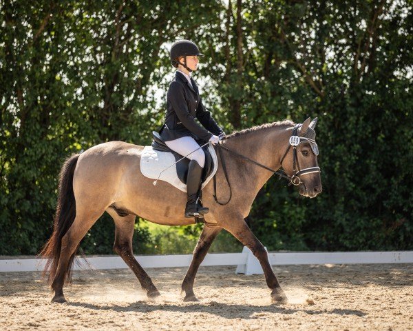 dressage horse Erjon (Hucul, 2019)