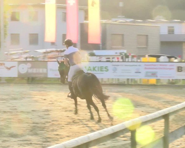 Reitturnier Dagmersellen 2024