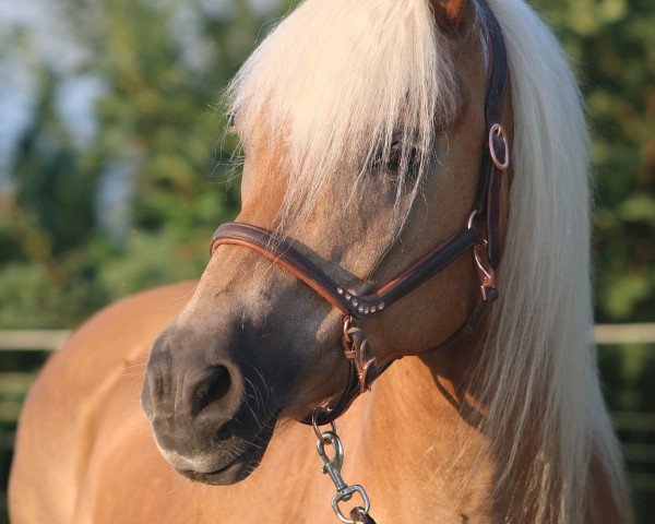 Zuchtstute Piana (Haflinger, 2010, von El.H. Notting Hill)